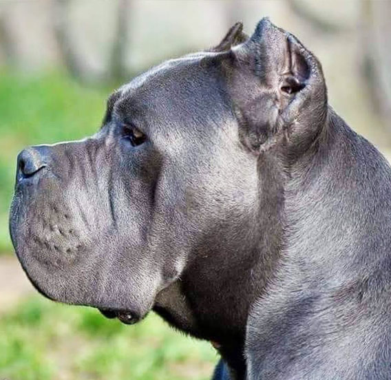cane corso características físicas