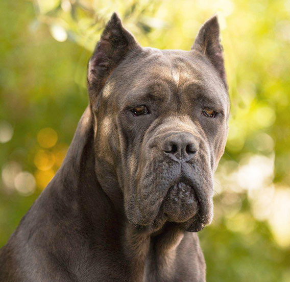 cane corso características físicas