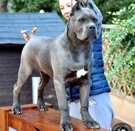 cane corso características físicas