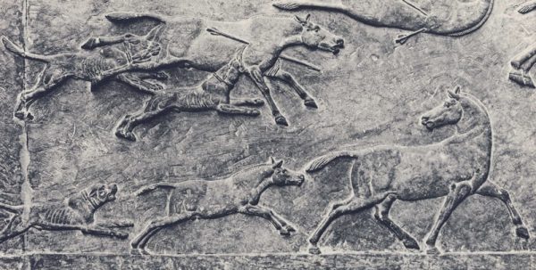 Historia y origen del cane corso