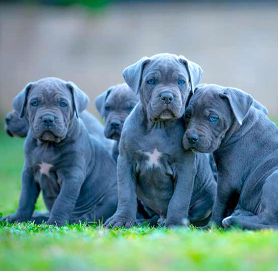 Precio cane corso o Mastín Italiano