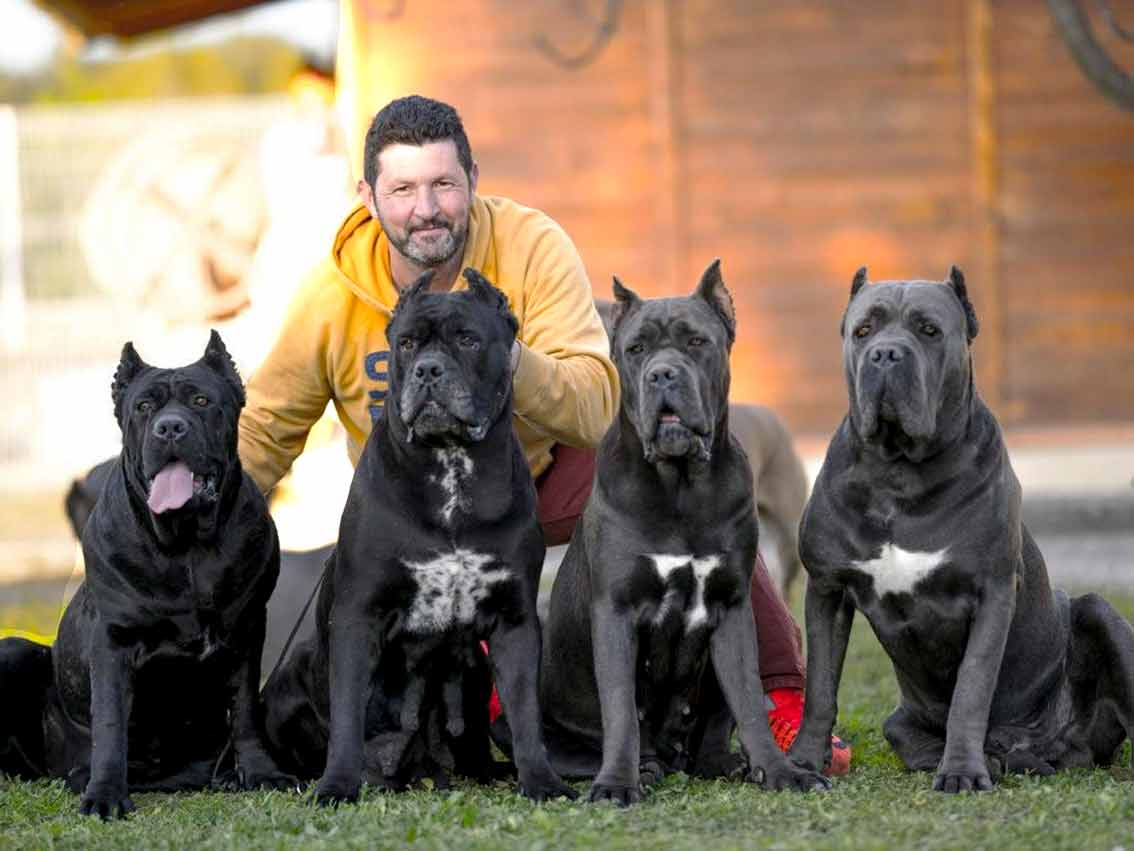 El criador de perros de los famosos, juanma morato de cane corso x-man Barcelona
