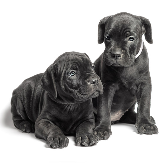 precio cachorros cane corso
