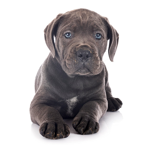cane corso precio